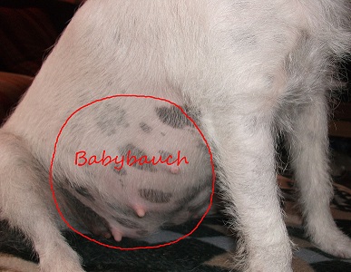 Babybauch1