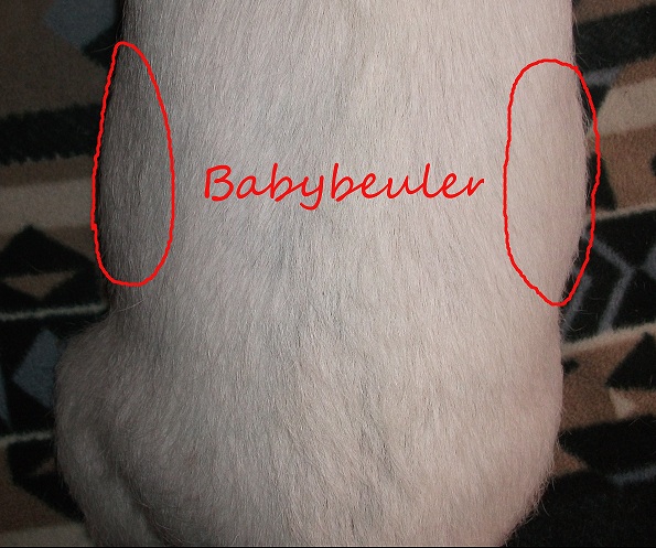 Babybauch3