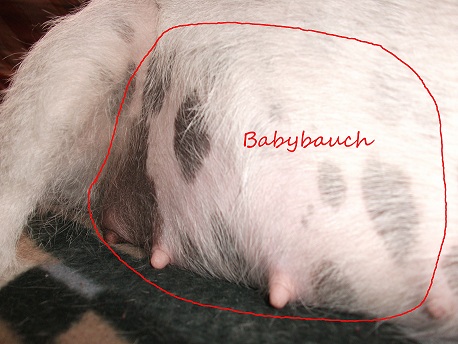 Babybauch4