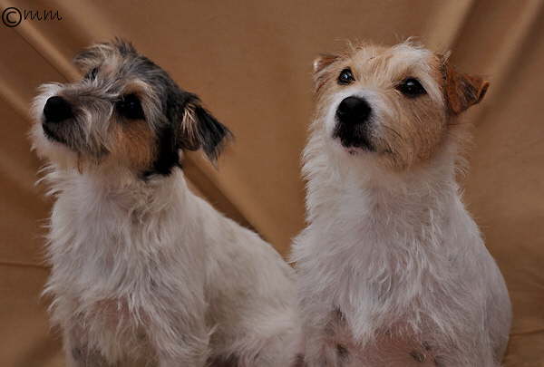 Alice und Scully 1