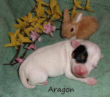 Aragon1