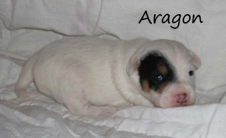 Aragon2