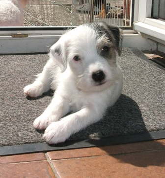 Aron11