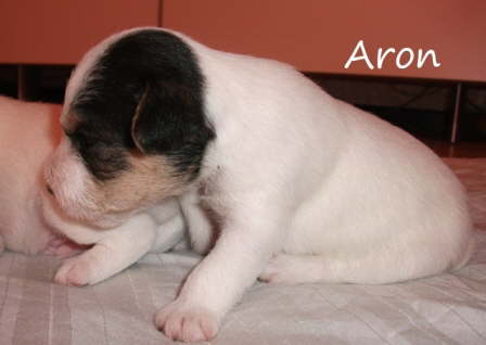 Aron2