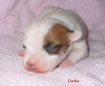 Dasha1