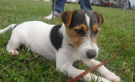 Dooley11