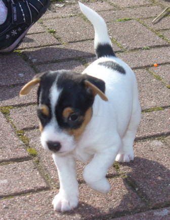 Dooley5