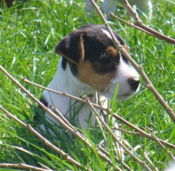 Dooley6