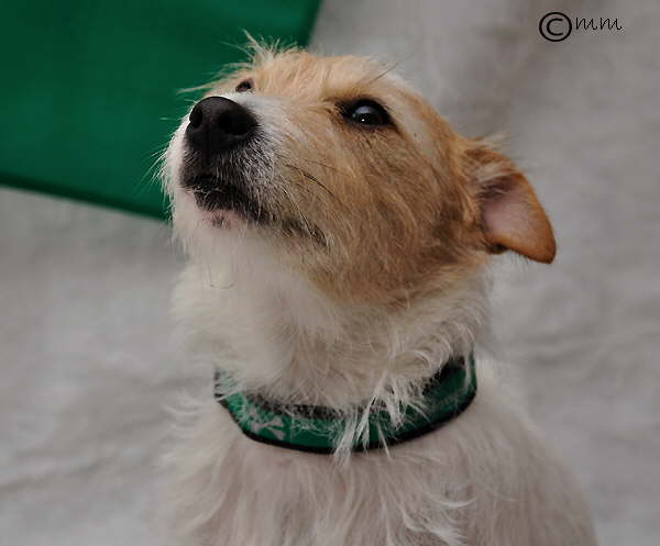 Scully und Werder 5